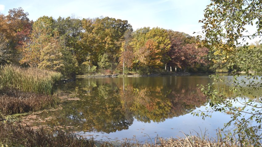 autumn trees around Herrick Lake
Wheaton, Illinois  USA