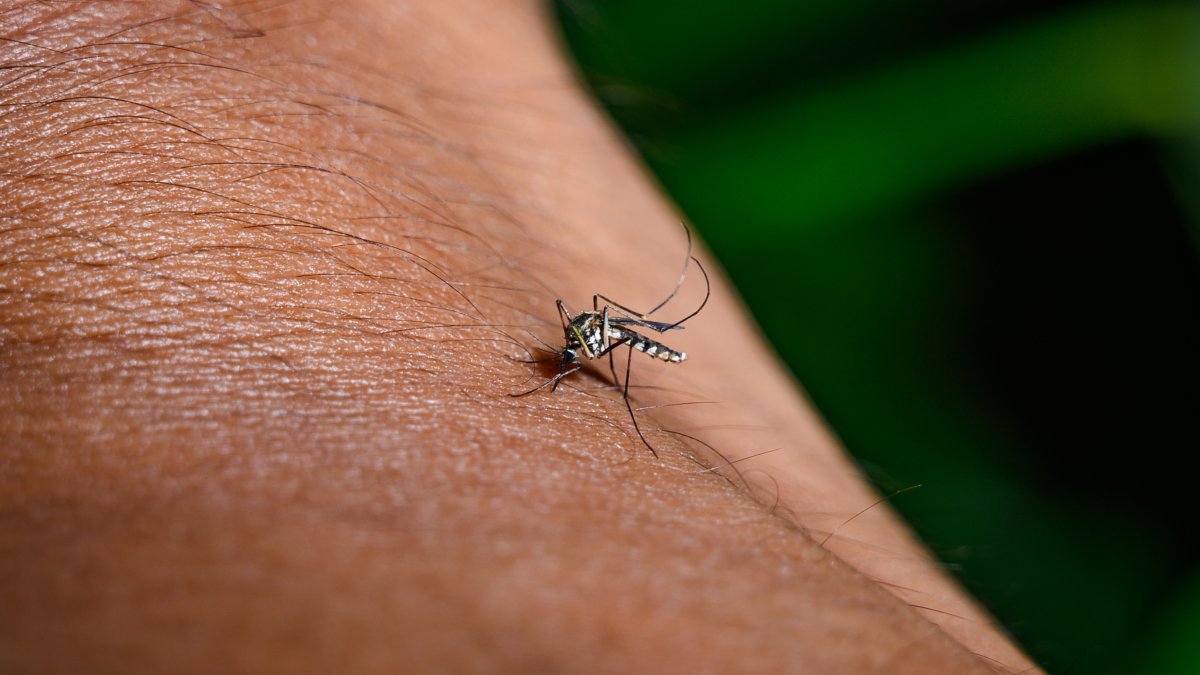 CDC warns of mosquito-borne chikungunya outbreak in southeast China
