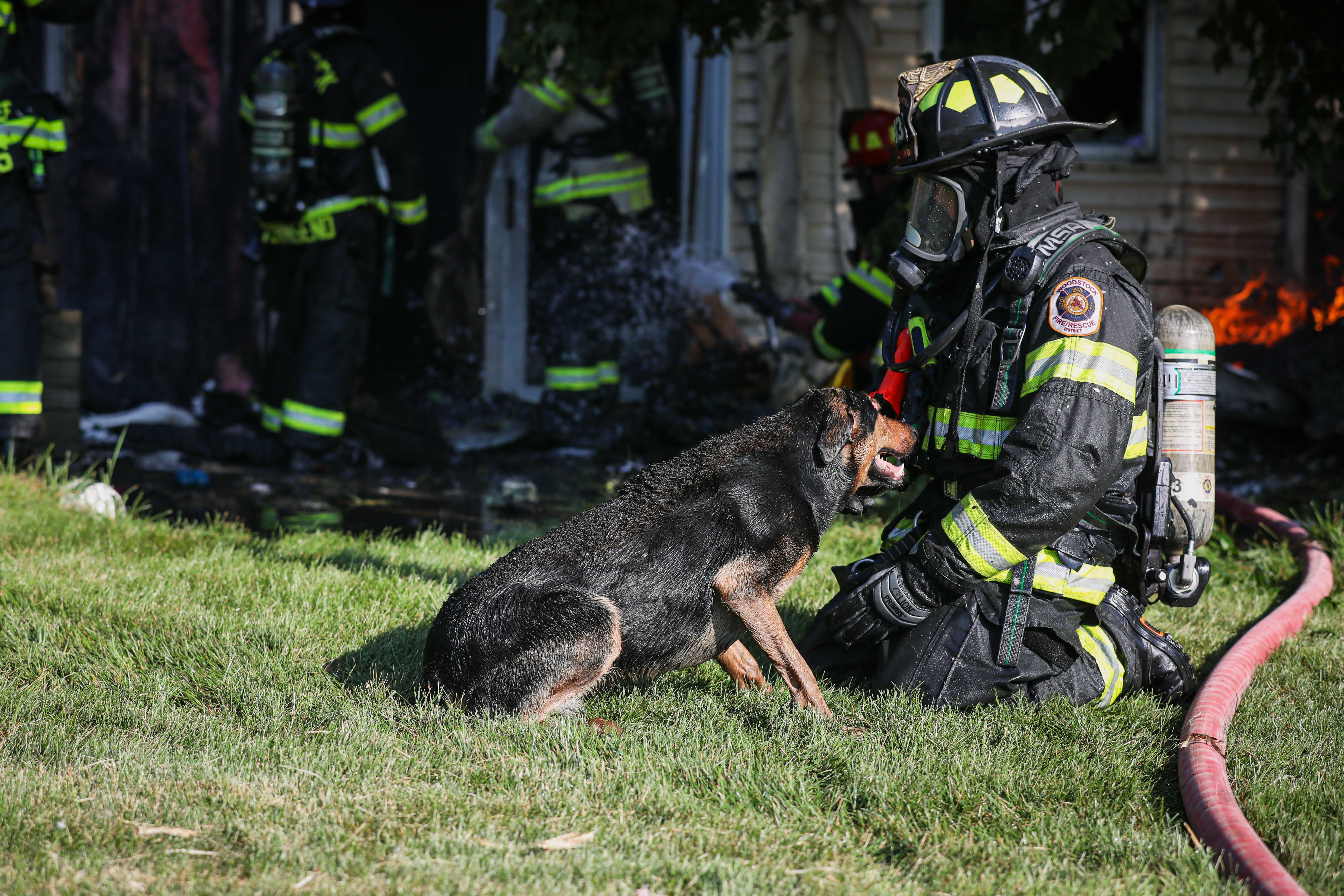 Six dogs missing after suburban house fire – NBC Chicago