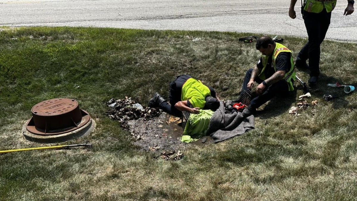 Coyote pups rescued from concrete culvert in Chicago suburb