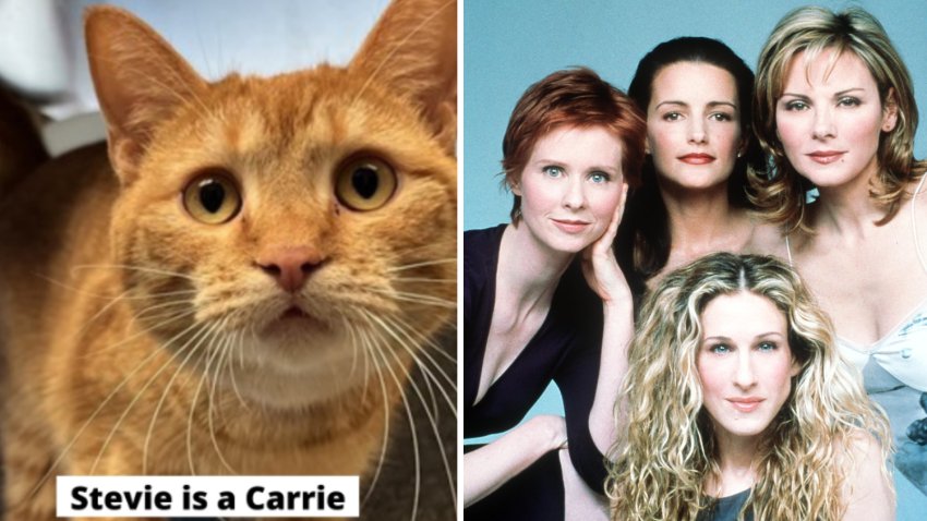 Humane Society Categorizes Its Cats as ‘Sex and the City’ Characters