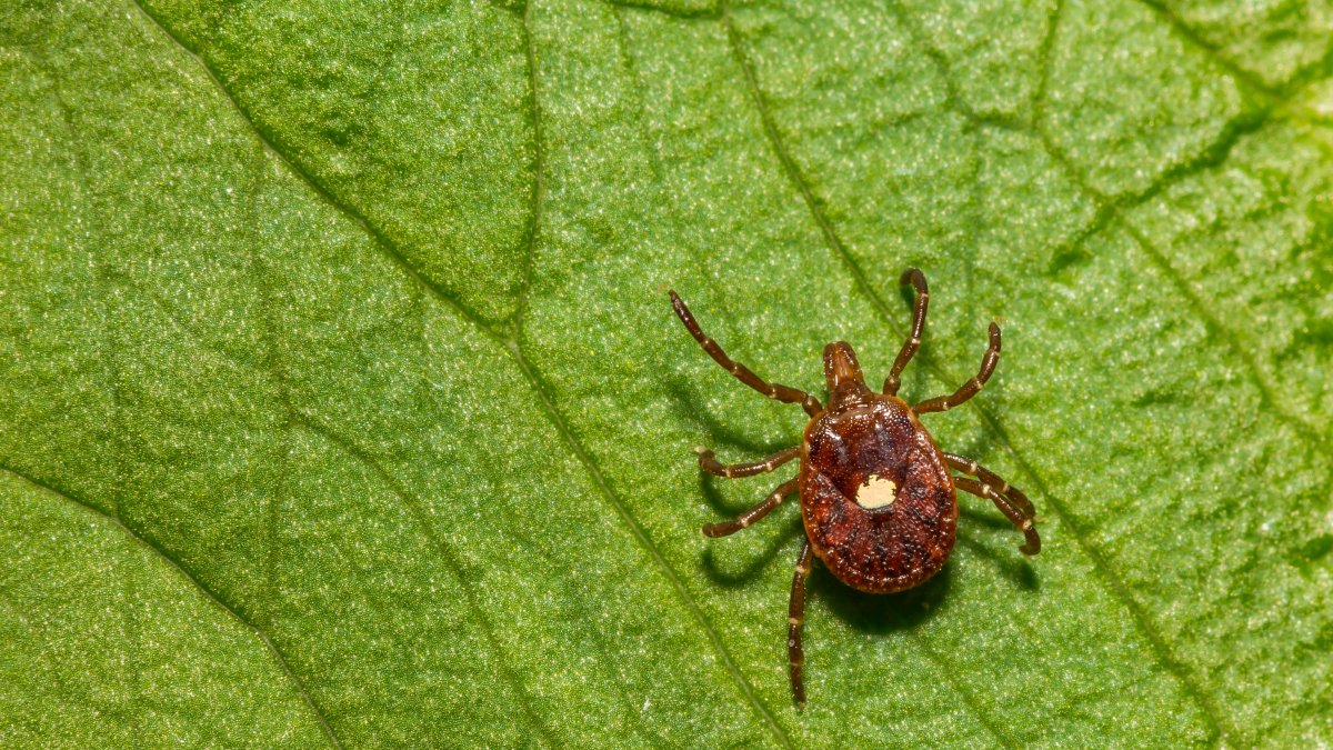 Tick season off to an early start, raising concerns about Lyme disease