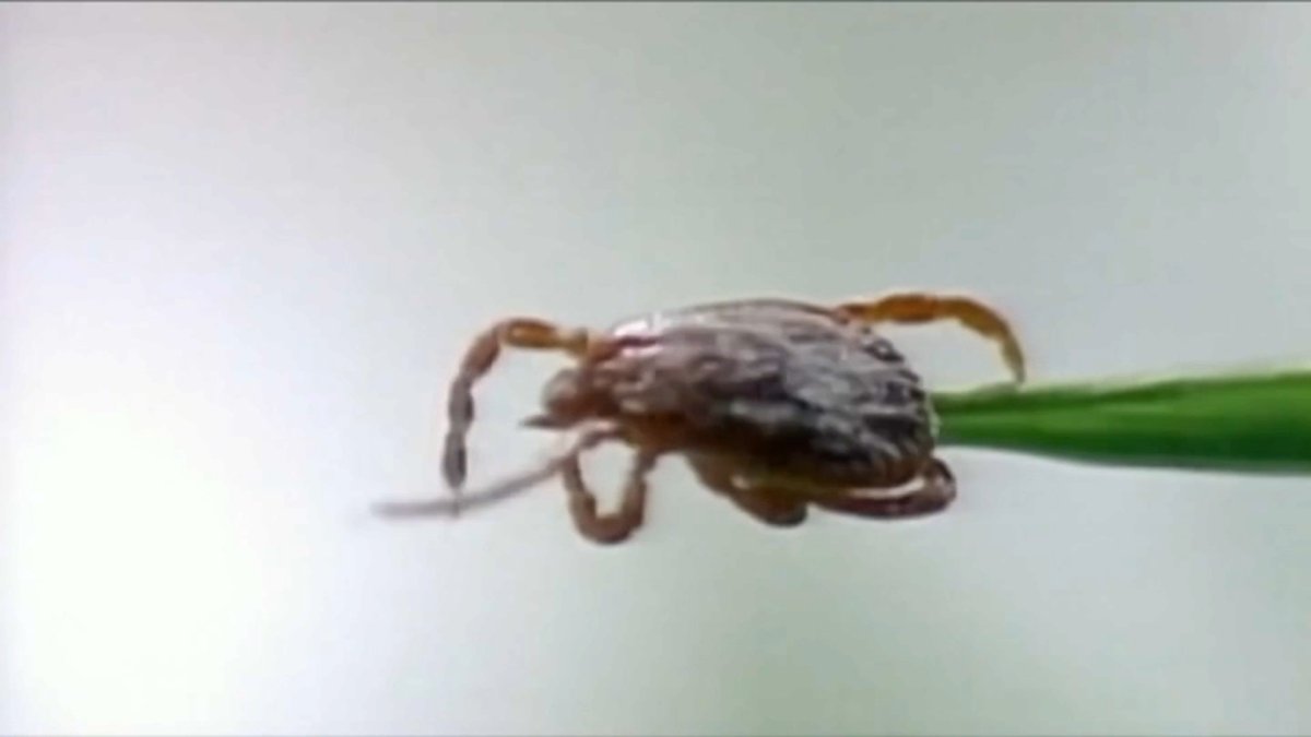 Powassan virus detected in Winnebago County for first time ever