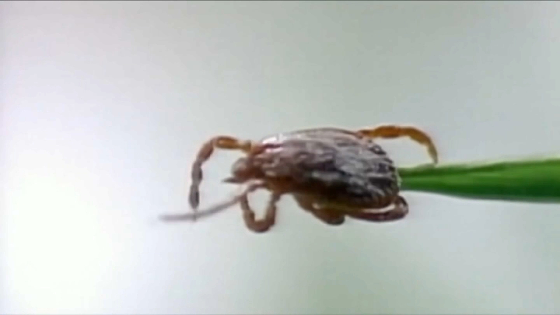 Powassan virus detected in Winnebago County for first time ever