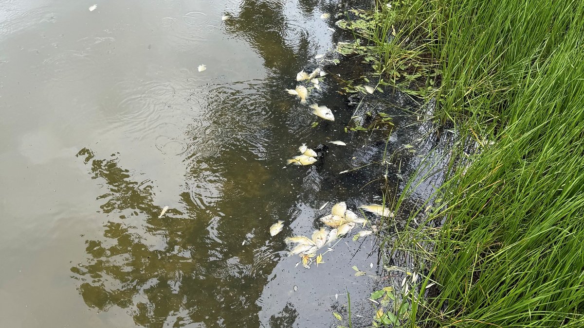 Whats that smell in a Chicago suburb? Mass fish kill under investigation