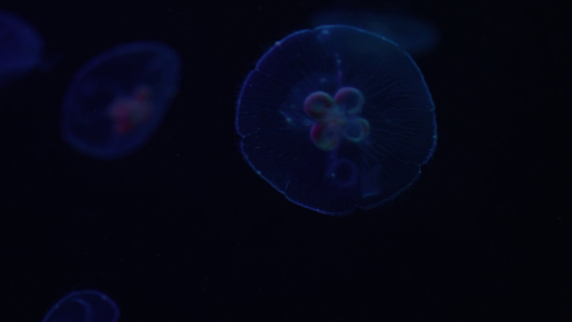 Touch and feed moon jellies in a new exhibit coming to Brookfield