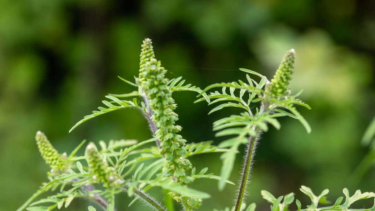 Are your allergies bad lately? &lsquo;Unusual levels of this allergen may be to blame