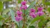 ‘Don't plant it': Officials issue warning over highly invasive plant in Midwest