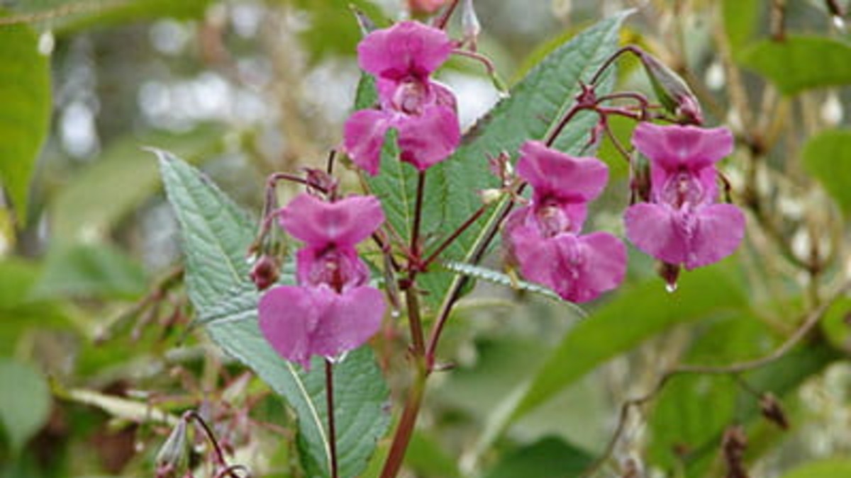 &lsquo;Dont plant it: Officials issue warning over highly invasive plant in Midwest