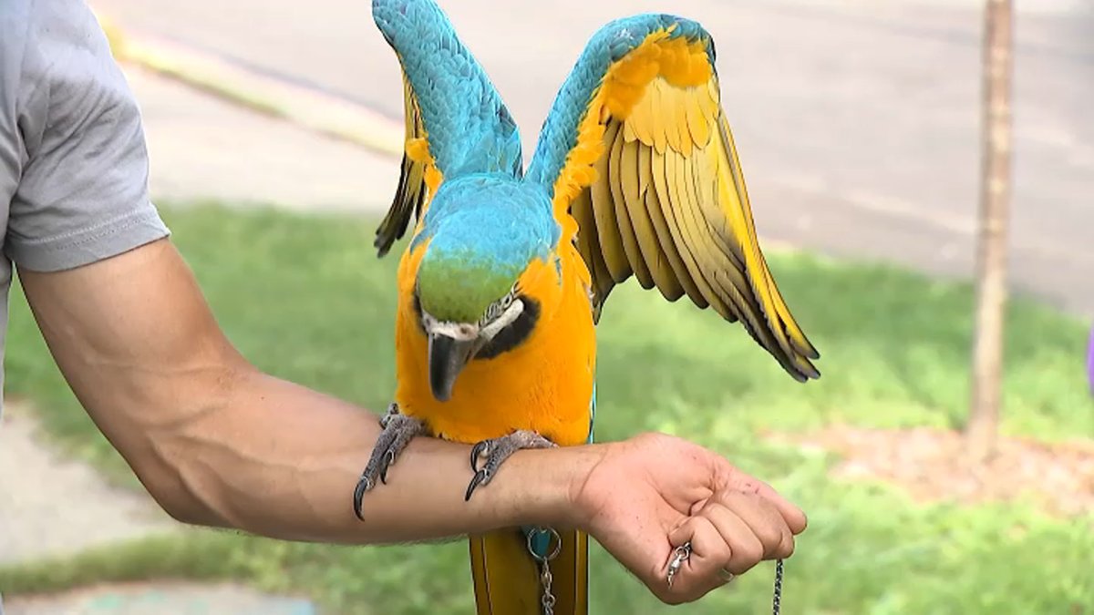 Missing pet macaw &lsquo;Baby found in western suburbs after escaping on camping trip
