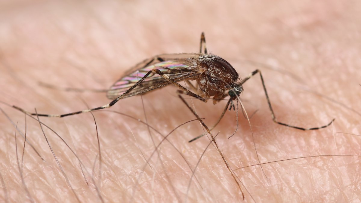 Chicago maintains spot as one of America's worst cities for mosquitoes