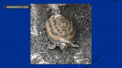 Endangered tortoises stolen from Indianapolis Zoo found safe – NBC Chicago