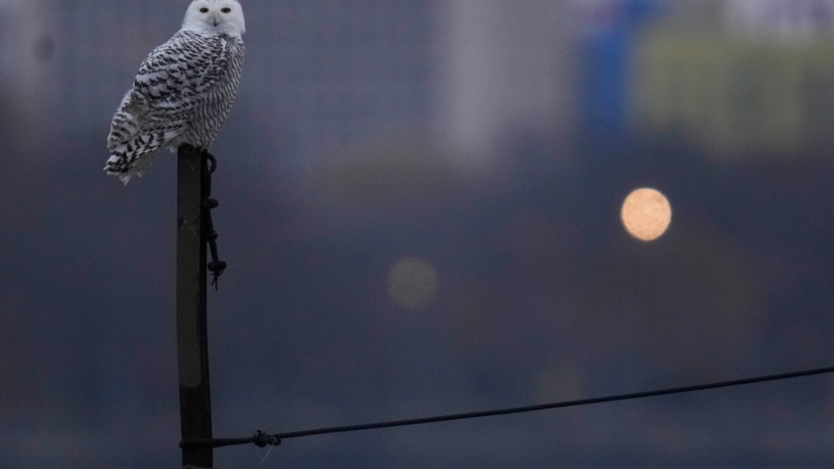 Pair of snowy owls spotted along Montrose Beach draw crowds