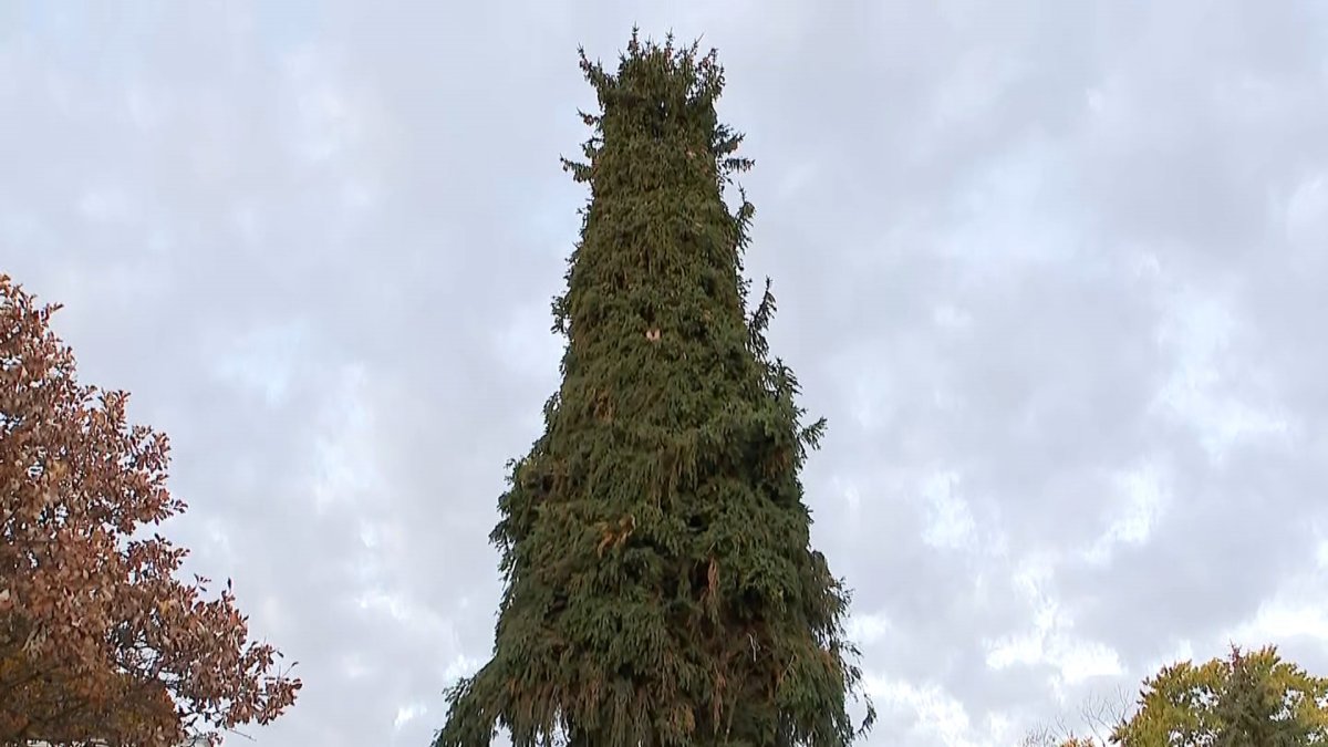 Chicagos 2025 Christmas tree comes from the north suburbs &mdash; and its one of the &lsquo;largest in history