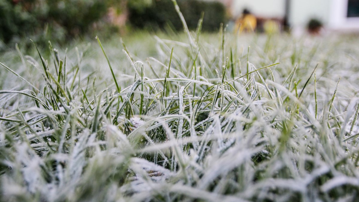 Frost on autumn leaves