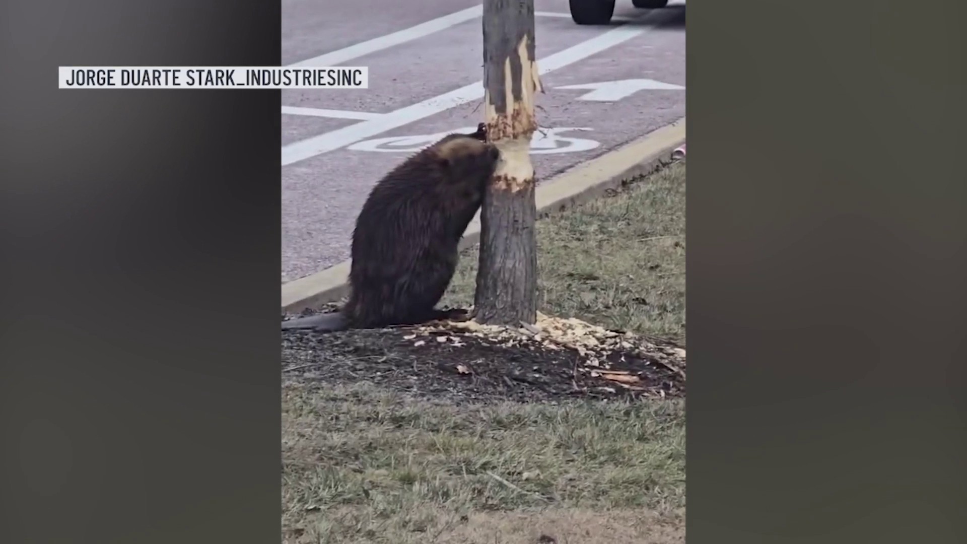 VIDEO captures beaver chomping down trees in Schaumburg – NBC Chicago