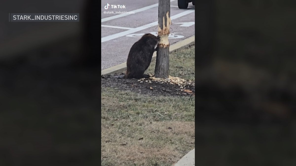 Viral video shows beaver munching away at tree in Chicago suburb