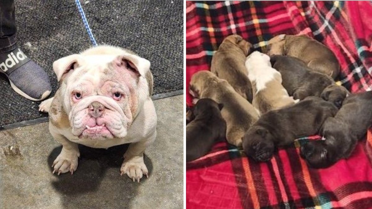 18 dogs, bows and guns recovered in south suburban drug bust