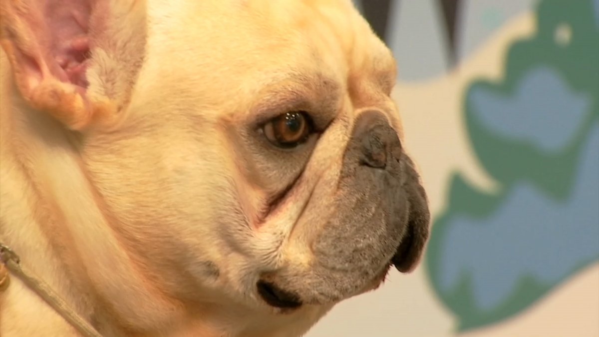 Hundreds of four-legged friends are gathering in the southwest suburbs this weekend for the second year of The Great American Dog and Cat Show.