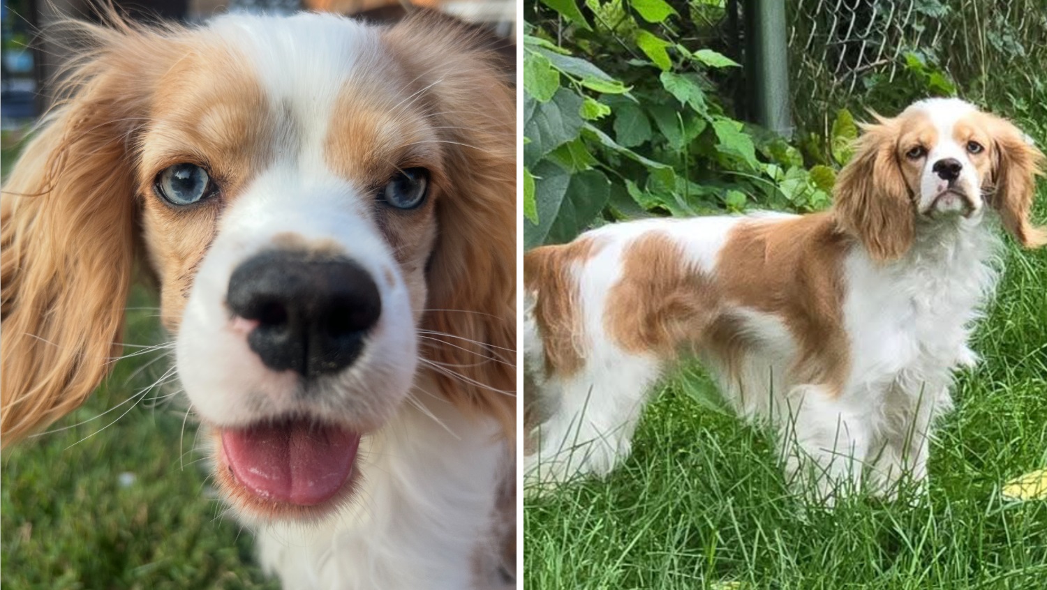 Family searching for dog lost from west suburban boarding facility