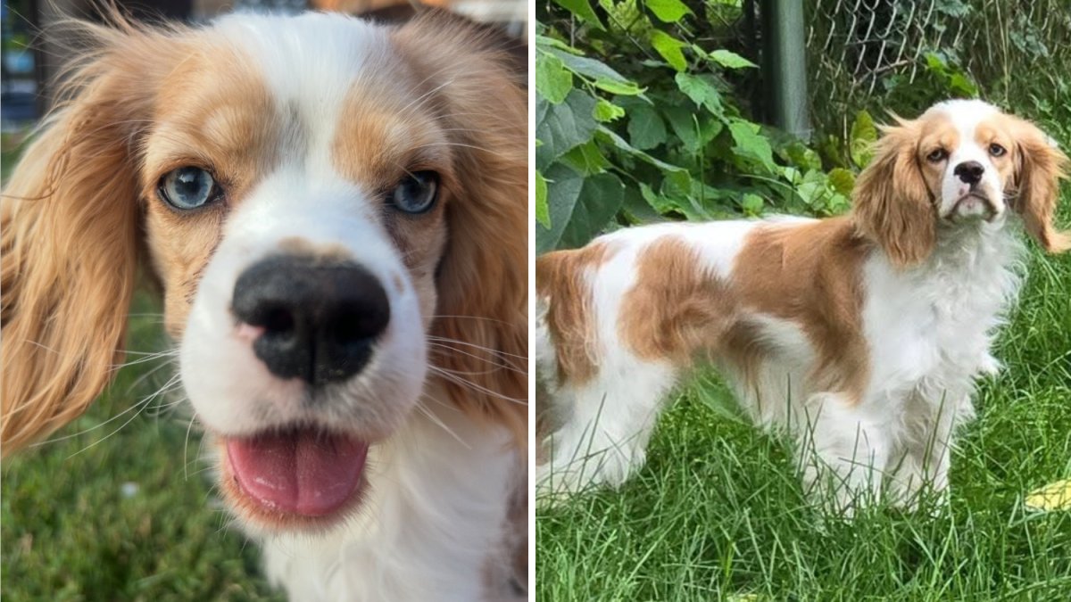 Family searching for dog lost from west suburban boarding facility Family searching for dog lost from west suburban boarding facility