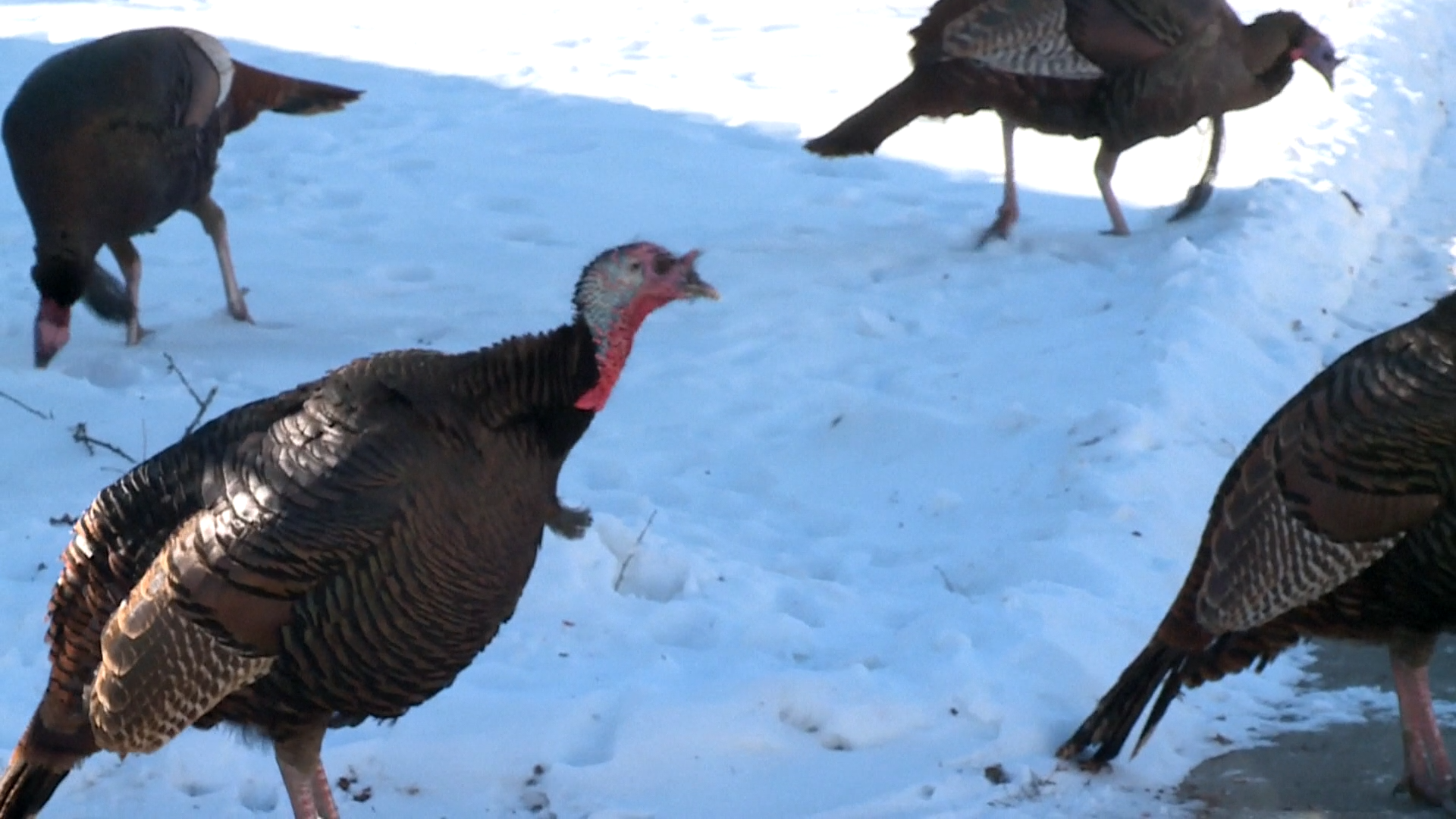 Wild turkeys chase residents, wreak havoc in southern Wisconsin