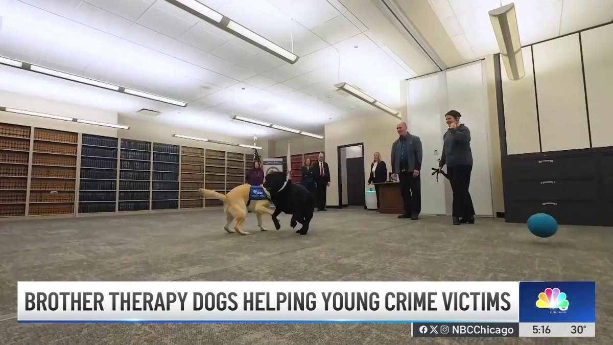 Therapy dogs support kids while testifying in court across DuPage, Kane ...