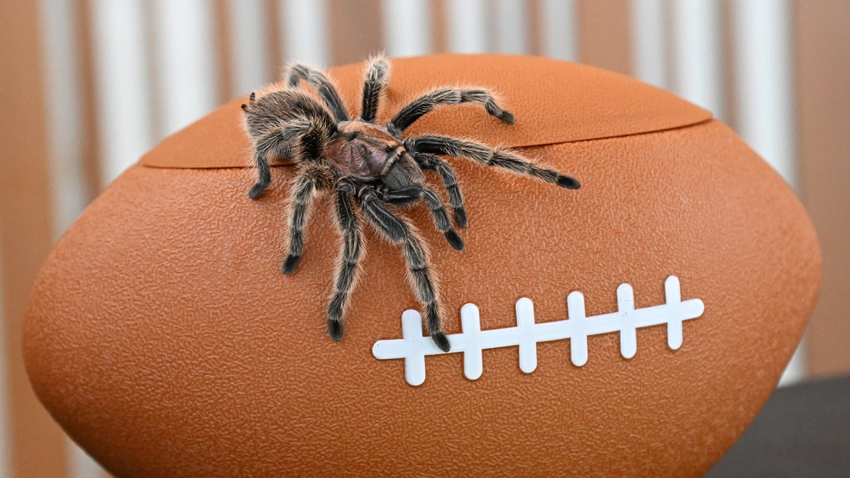 Brookfield Zoo tarantula predicts Super Bowl winner after last years correct guess