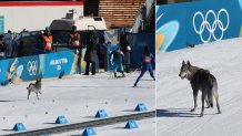 A dog wanders on the ski trail
