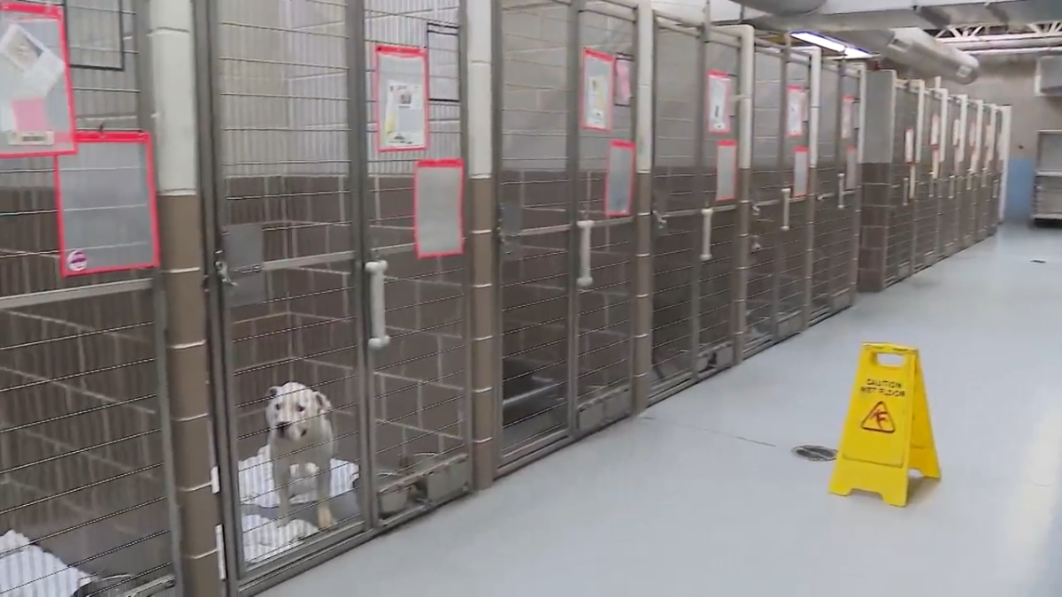 Mayor stands by CACC director appointment amid concerns over shelter conditions