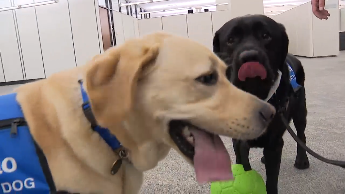 Therapy dogs Captain and Crew provide support to kids testifying in Illinois