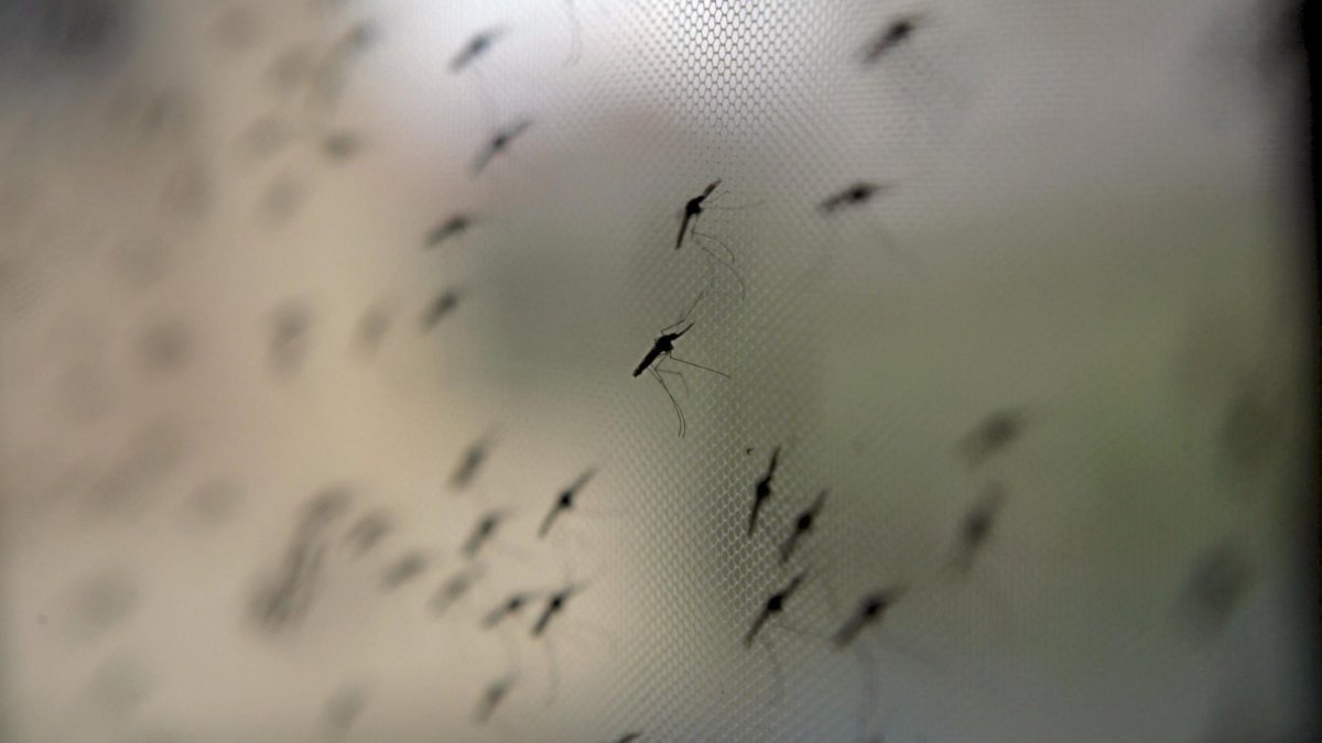 As Chicagos mosquito season approaches, experts discuss how bad it could be