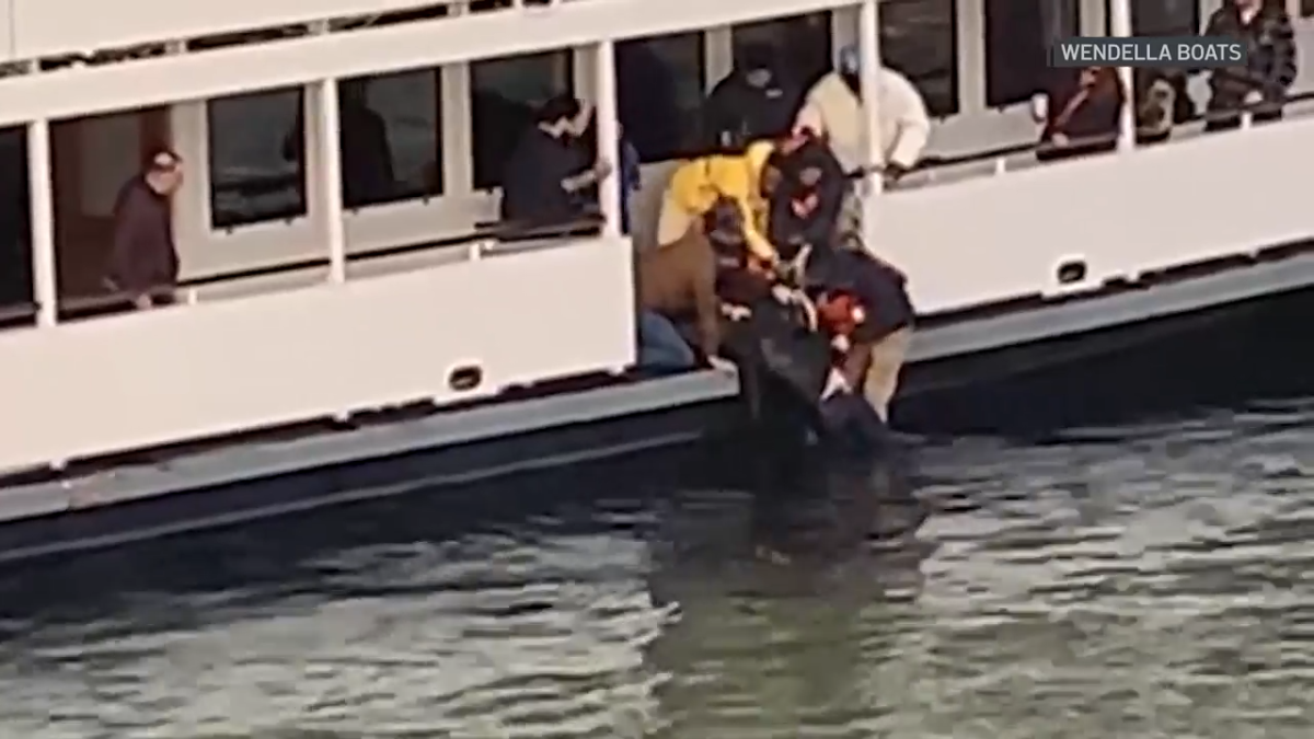 An incredible rescue unfolded on the Chicago River on Friday after a 65-year-old man fell off a bridge and into the water.