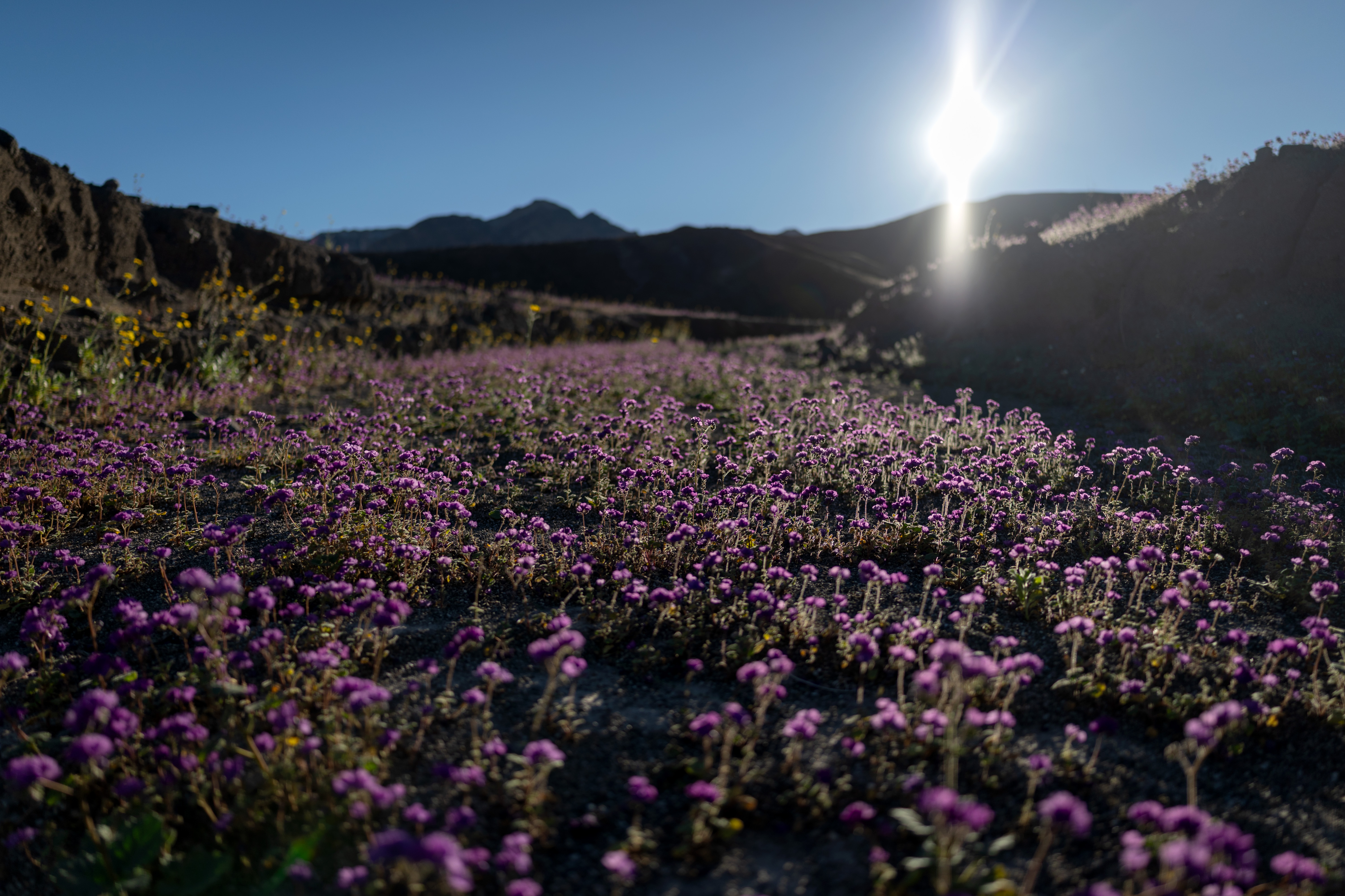 Death Valley sees its most spectacular superbloom in a decade – NBC Chicago