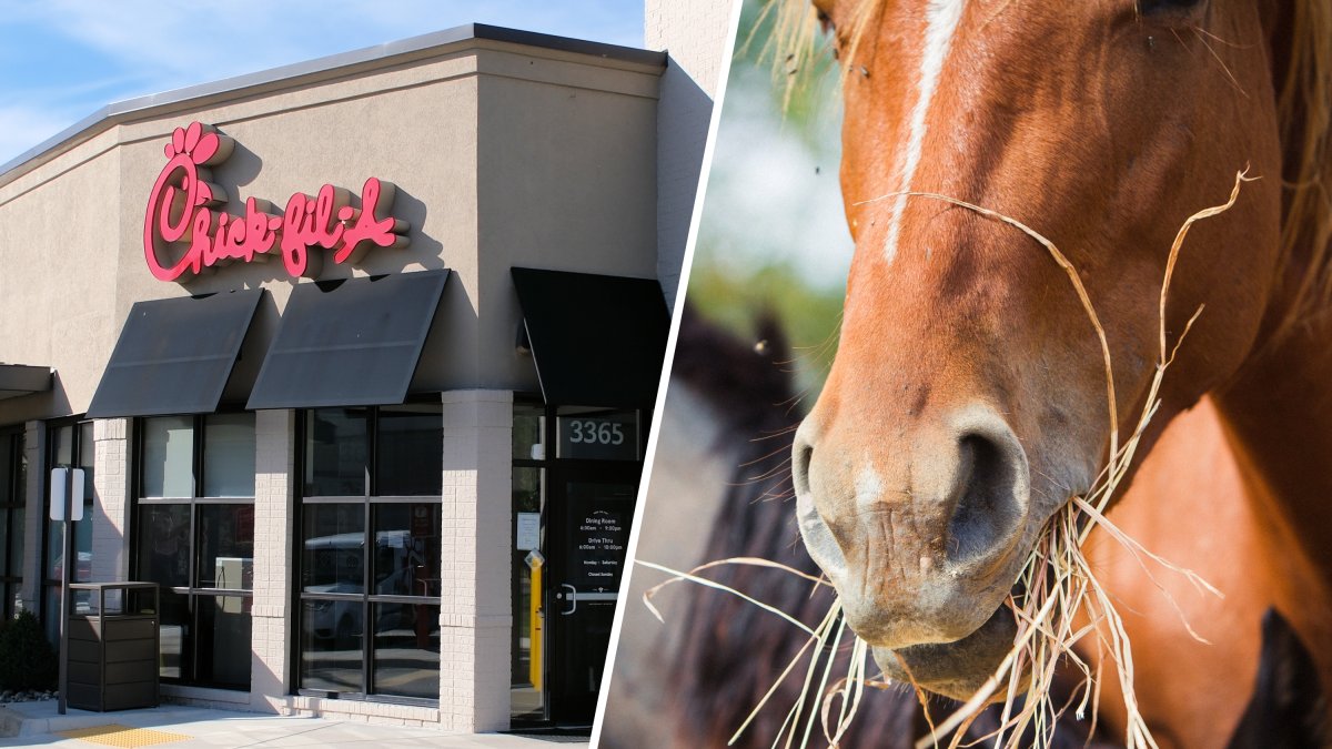 Florida man rides horse into Chick‑fil‑A drive‑through in viral video amid rising gas costs