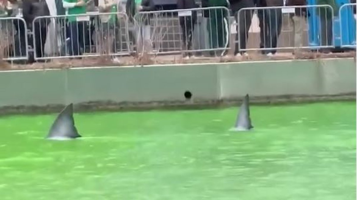 Sharks in the Chicago River? What to know after sightings reported at river dyeing Sharks in the Chicago River? What to know after sightings reported at river dyeing