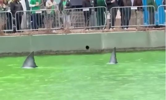 Sharks in the Chicago River? What to know after sightings reported at river dyeing