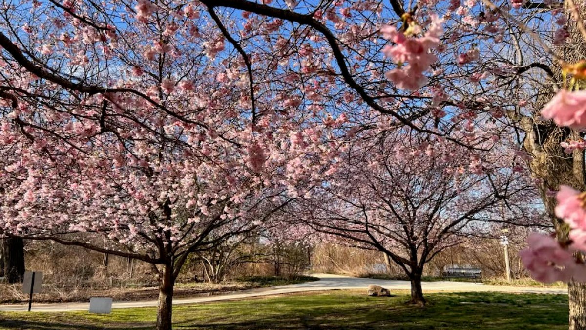 Chicago cherry blossoms are blooming and this year could be &lsquo;robust. Latest timing
