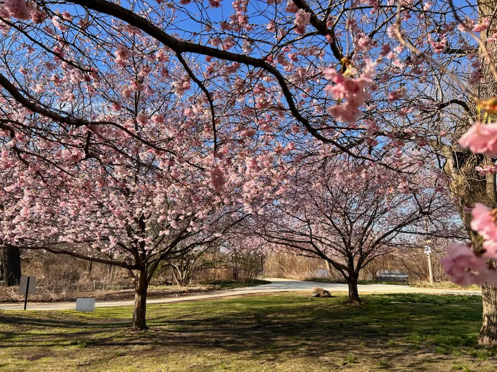 Chicago cherry blossoms are blooming and this year could be ‘robust.' Latest timing