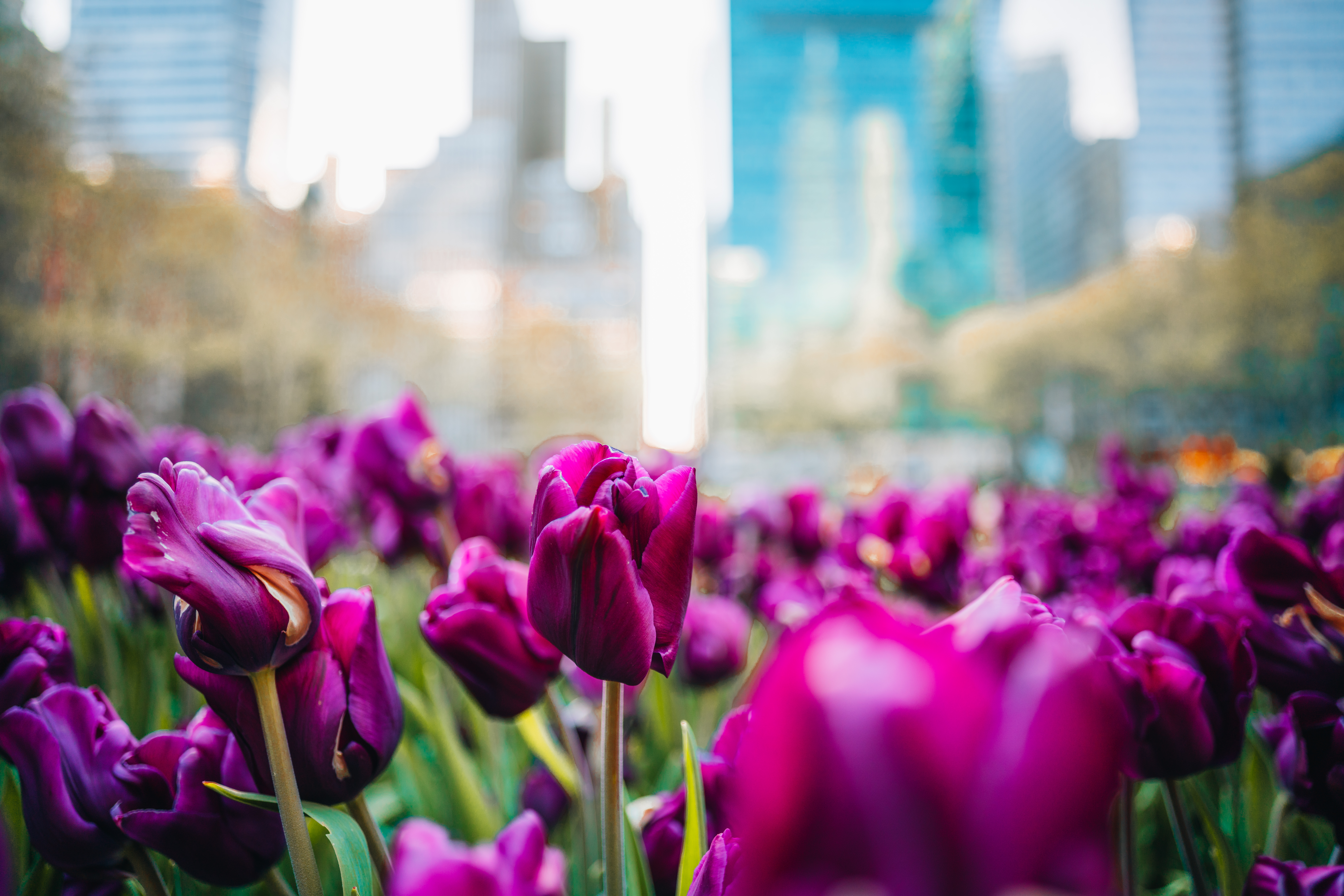 When is the best time to plant in the Chicago area this spring? A look at the numbers