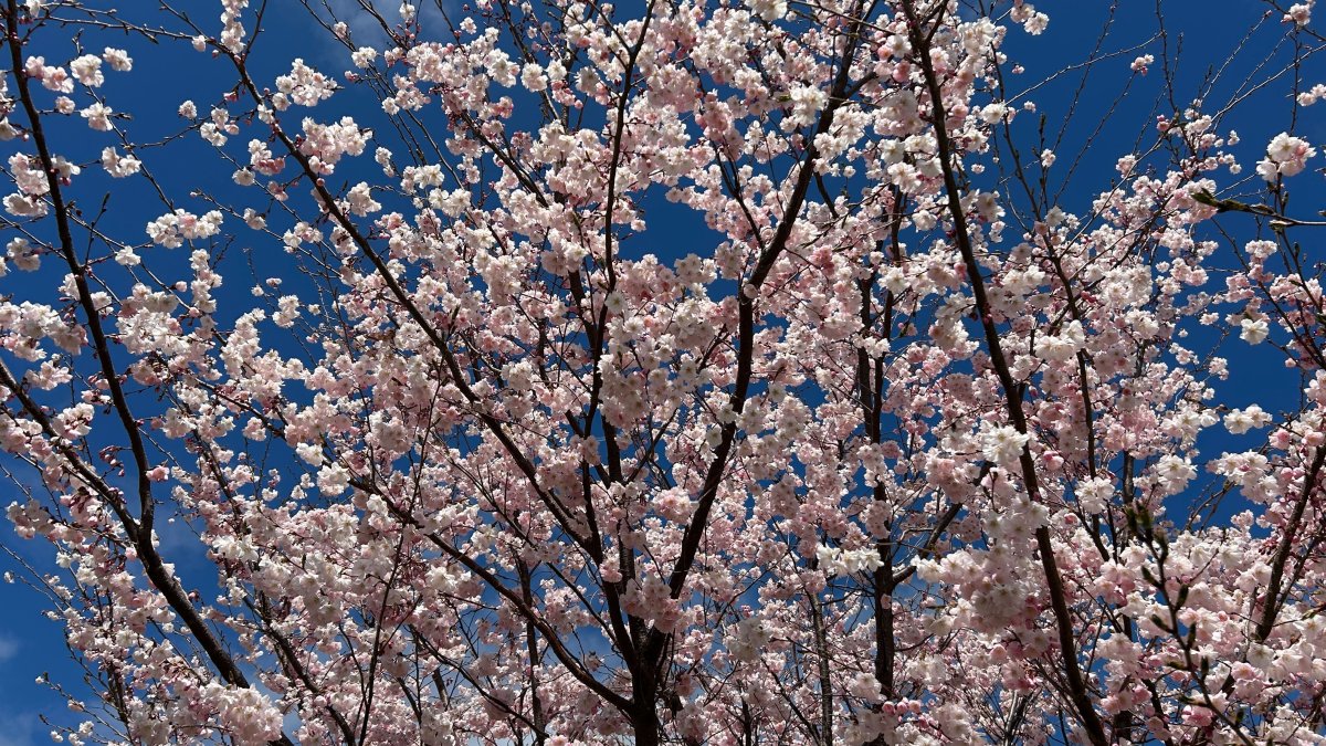 Chicago forecast: &lsquo;Spring-like pattern moves in with rounds of rain, rumbles of thunder