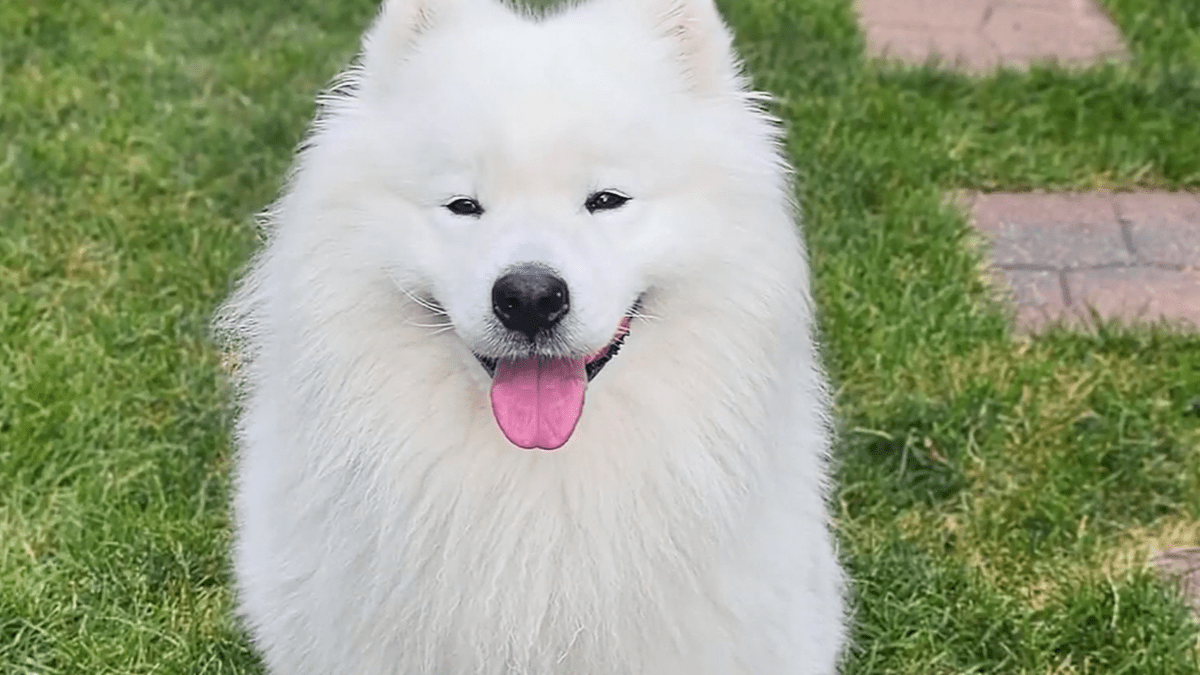 North suburban vet warns of potentially fatal fungal infections in dogs