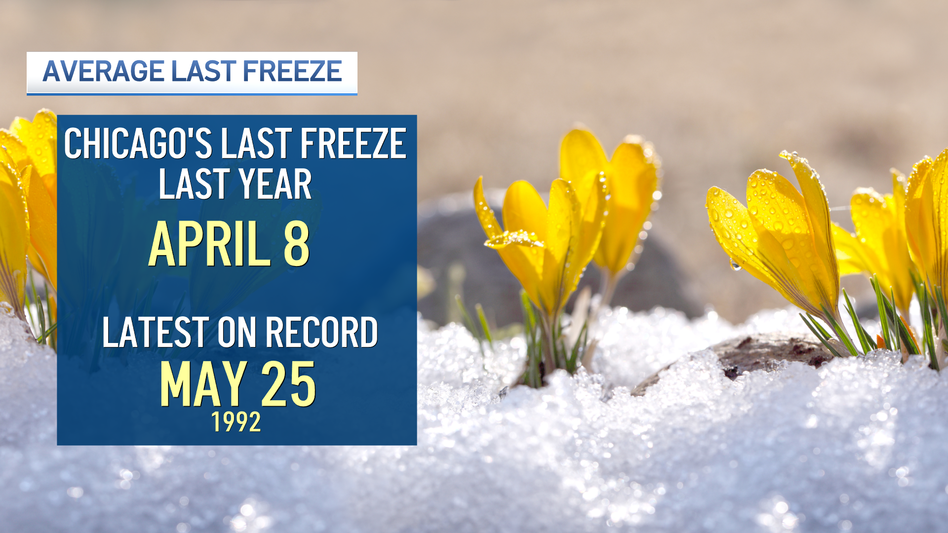 When is the best time to plant in the Chicago area this spring? – NBC ...