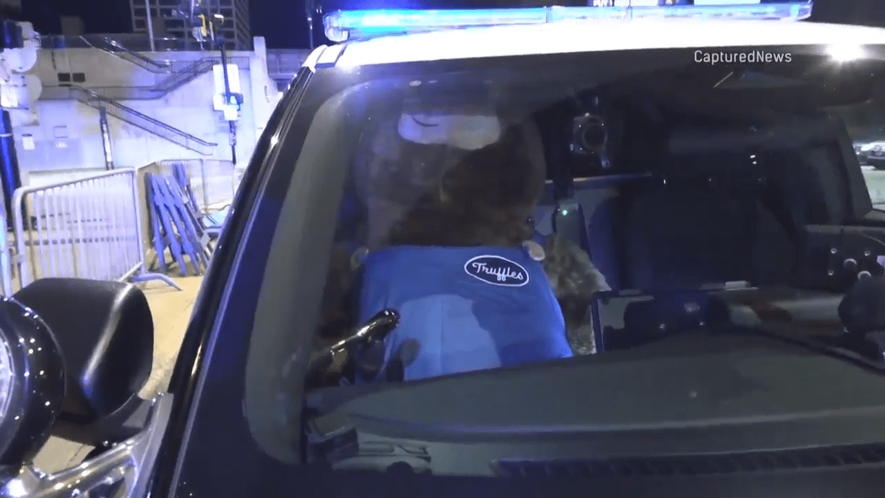 Chocolate shop's bear mascot stolen during teen takeover recovered by Chicago police