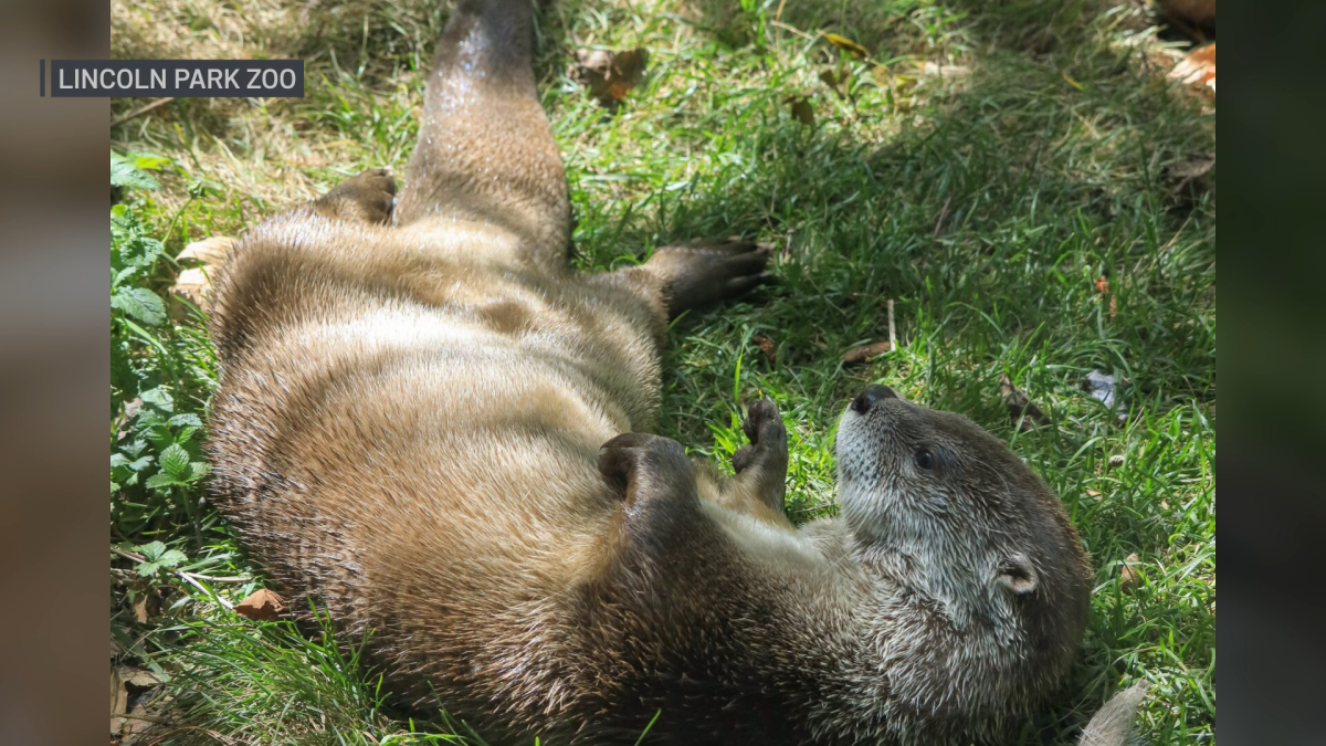 Lincoln Park Zoo welcomes new 1-year-old river otter named Mystie
