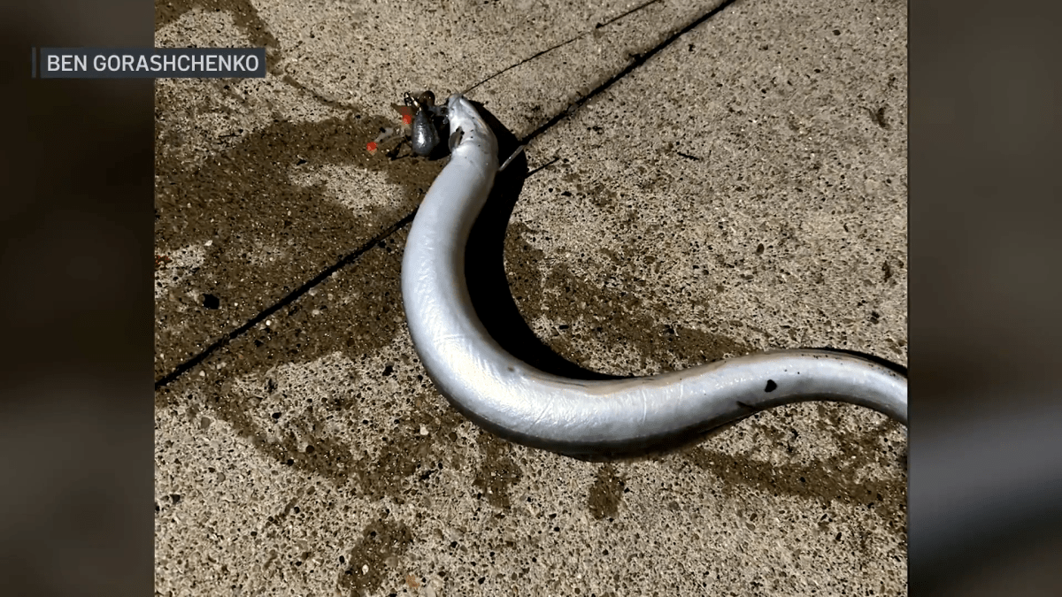 How did an eel end up in the Chicago River? Biologist explains what likely happened