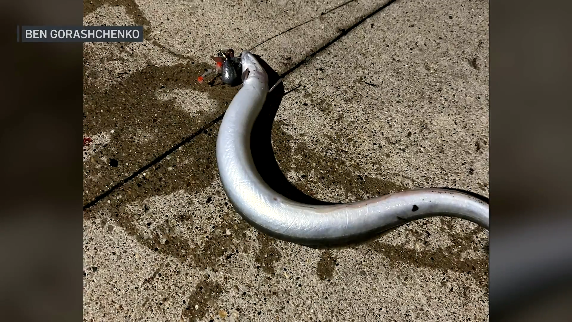 How did an eel end up in the Chicago River? Biologist explains what likely happened
