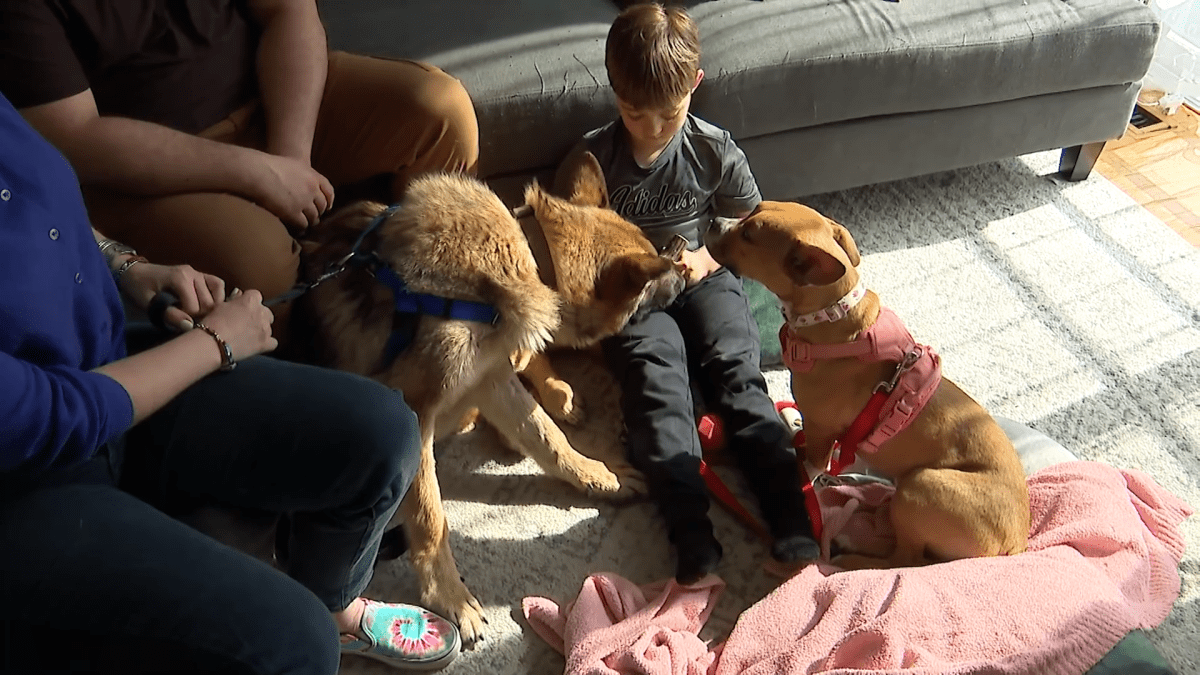 Unlikely bonded dogs settle into new home after capturing hearts