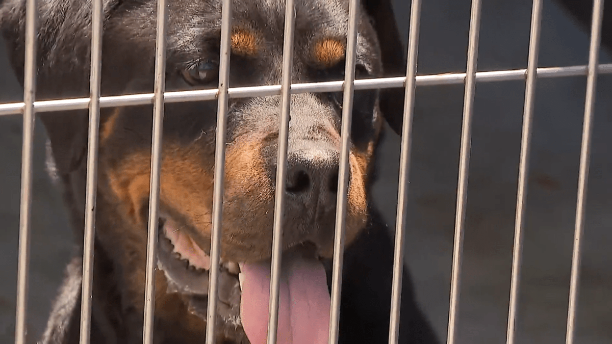 Homes needed for 18 dogs rescued from illegal dog fighting operation