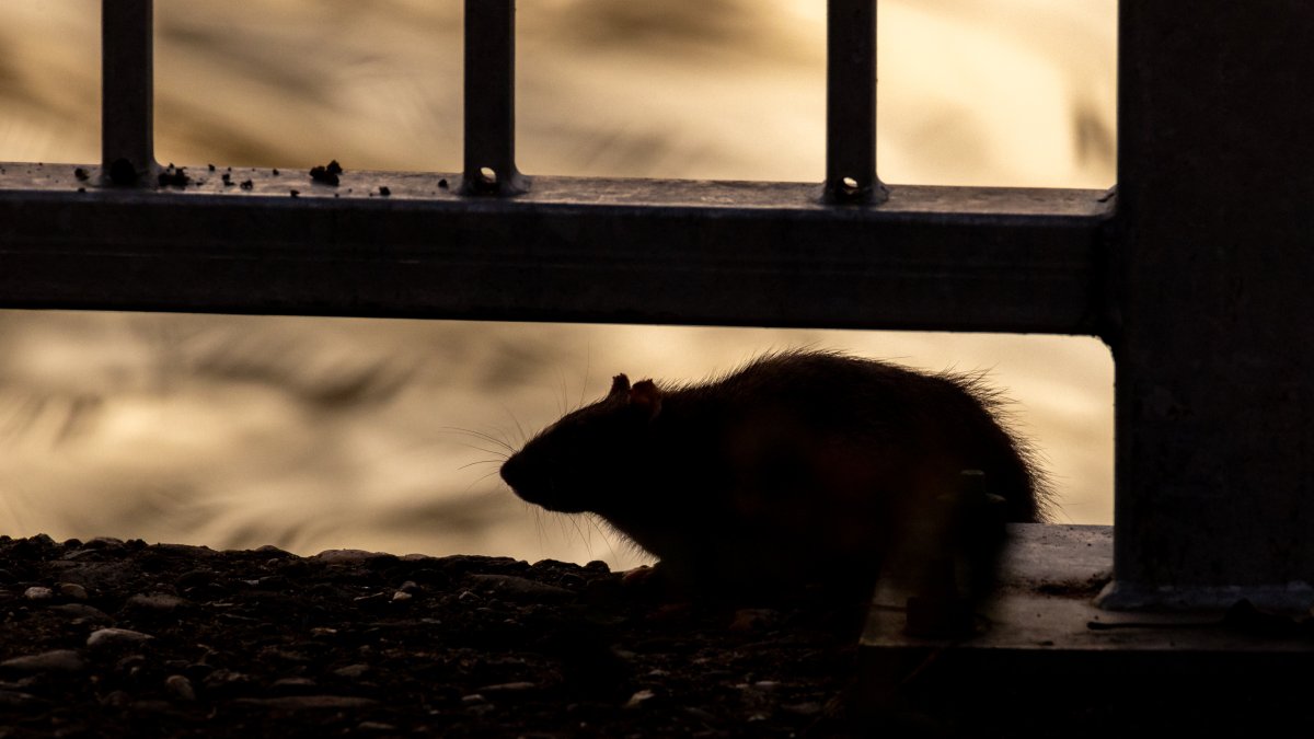 Can mice and rats spread hantavirus in Illinois? What to know after possible case Can mice and rats spread hantavirus in Illinois? What to know after possible case